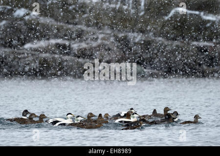 Gruppe von gemeinsamen Eiderenten (Somateria Mollissima) Schwimmen im Wasser bei Schneefall im Blizzard, Vadsö, Varanger Halbinsel, Norwegen. Stockfoto