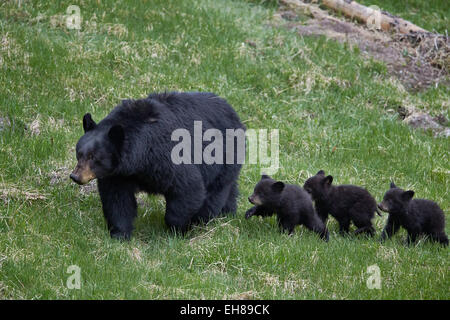 Schwarzer Bär (Ursus Americanus) Sau und drei Jungtiere des Jahres, UNESCO, Yellowstone-Nationalpark, Wyoming, USA Stockfoto