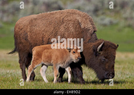 Bisons (Bison Bison) Kuh und Kalb in den Frühling, Yellowstone-Nationalpark, Wyoming, Vereinigte Staaten von Amerika, Nord Amerika Stockfoto