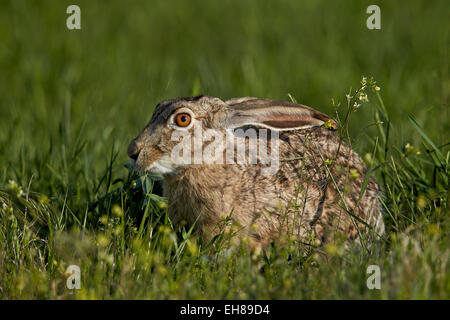 Schwarz-angebundene Jackrabbit (Lepus Californicus), Pawnee National Grassland, Colorado, Vereinigte Staaten von Amerika, Nordamerika Stockfoto