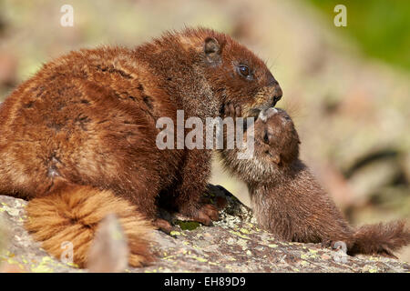 Junge Bauche Murmeltier (Angsthase Murmeltier) (Marmota Flaviventris) Erwachsene und Jugendliche, San Juan National Forest, Colorado, USA Stockfoto