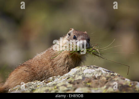 Junge Bauche Murmeltier (Angsthase Murmeltier) (Marmota Flaviventris), San Juan National Forest, Colorado, USA Stockfoto