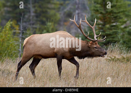 Stier Elche (Cervus Canadensis) im Herbst, Jasper National Park, UNESCO-Weltkulturerbe, Alberta, Kanada, Nordamerika Stockfoto