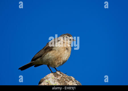 Amerikanische Pieper (Anthus Rubescens), San Juan National Forest, Colorado, Vereinigte Staaten von Amerika, Nordamerika Stockfoto