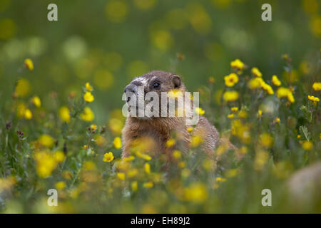 Bauche Murmeltier (Angsthase Murmeltier) (Marmota Flaviventris), San Juan National Forest, Colorado, USA Stockfoto