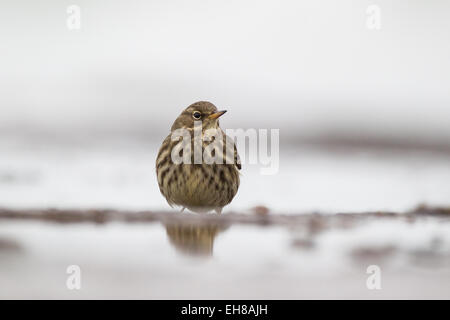 Die eurasischen Rock Pieper (Anthus Petrosus) eine kleine passerine Vogel, die an felsigen Küsten brütet. Stockfoto