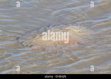 Eiern aus dem europäischen oder gemeinsame Kalmar (Loligo Vulgaris) angespült Dungeness Strand, Kent UK, nach einem Sturm. Stockfoto