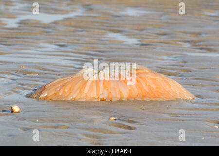 Eiern aus dem europäischen oder gemeinsame Kalmar (Loligo Vulgaris) angespült Dungeness Strand, Kent UK, nach einem Sturm. Stockfoto