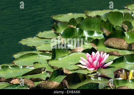 Escarboucle Seerose im Teich in der Nähe von Arnold, Kalifornien, USA Stockfoto