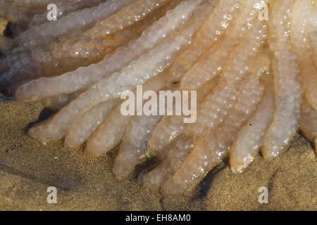 Eiern aus dem europäischen oder gemeinsame Kalmar (Loligo Vulgaris) angespült Dungeness Strand, Kent UK, nach einem Sturm. Stockfoto