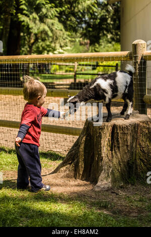 Junge Fütterung ein nigerianischer Pygmäen Ziege Kind am Fox Hollow Farm in der Nähe von Issaquah, Washington, USA. Stockfoto