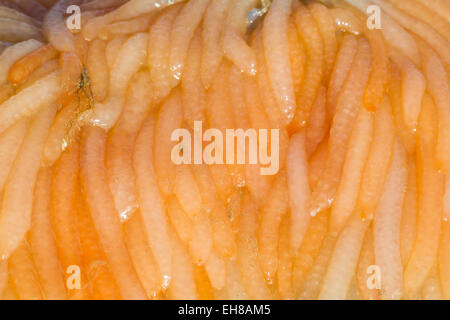 Eiern aus dem europäischen oder gemeinsame Kalmar (Loligo Vulgaris) angespült Dungeness Strand, Kent UK, nach einem Sturm. Stockfoto