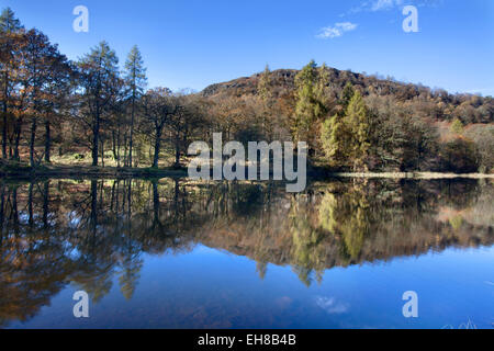 Eibe Baum Tarn im Herbst, Nationalpark Lake District, Cumbria, England, Vereinigtes Königreich, Europa Stockfoto