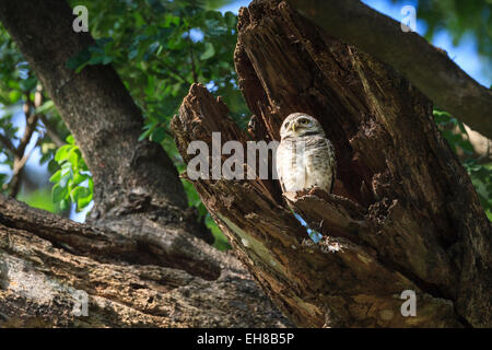 Owlet (Athene Brama) thront außerhalb Verschachtelung Loch entdeckt. Nonthaburi Provinz. Thailand. Stockfoto