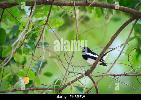 Oriental Magpie Robin (Copsychus Saularis) singen aus einem Zweig. Nonthaburi Provinz. Thailand. Stockfoto