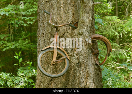 Altes Fahrrad in einen Baum auf Vashon Island, Washington, USA angebaut.  Dies ist eine Form der Arborsculpting. Stockfoto