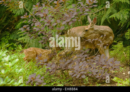 Mule Deer Doe und ihr Rehkitz stehend unter den kultivierten Pflanzen in einem bewaldeten Hinterhof in Issaquah, Washington, USA Stockfoto