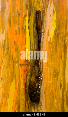 Nahaufnahme von der bunten Rinde und Stamm des Baumes Regenbogen Eukalyptus Keahua Arboretum in Kauai, Hawaii, USA Stockfoto