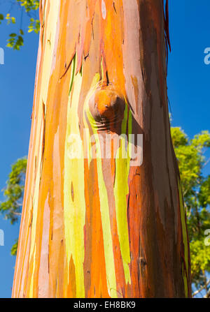 Rinde und Baum-Stamm des Baumes Regenbogen Eukalyptus (Eucalyptus Deglupta) Keahua Arboretum in Kauai, Hawaii, USA Stockfoto