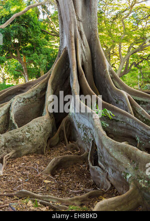 Wurzeln des Bantambaumbaums Moreton Bay Feigenbaum (Ficus Macrophylla) in Hawaii Stockfoto