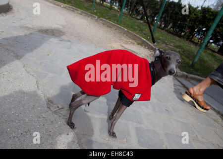 Paris, Frankreich. 7. März 2015. Paris Fashion Woche Mugler Damenmode Herbst/Winter 2015/2016 am 7. März 2015 in Paris, Frankreich. Bildnachweis: Ania Freindorf/Alamy Live-Nachrichten Stockfoto