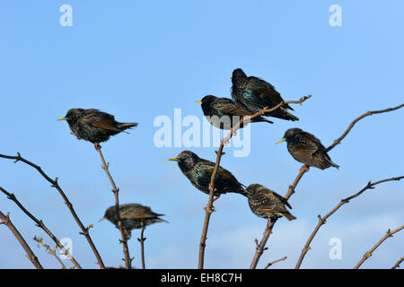 Starling - Sturnus Vulgaris. Stockfoto