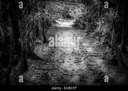 Geheimnis Weg werfen den Wald. Tropenwald-tunnel Stockfoto