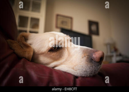 Weibliche Labrador Retriever ruht auf Couch. Barcelona. Katalonien. Spanien. Stockfoto