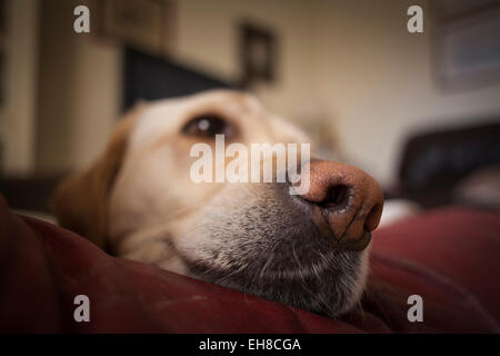 Weibliche Labrador Retriever ruht auf Couch. Barcelona. Katalonien. Spanien. Stockfoto