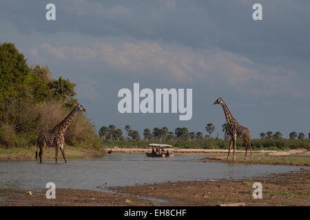 Masai-Giraffe (Giraffa Plancius Tippelskirchi), zwei Männer einander starrte mit einigen Touristen auf einem Boot-Safari. Stockfoto