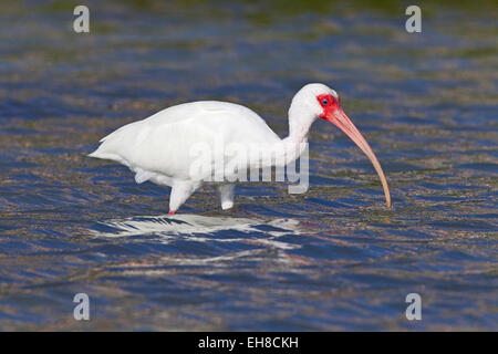 Amerikanische weiße Ibis (Eudocimus Albus) Erwachsenen Fütterung im seichten Wasser, Florida, USA Stockfoto