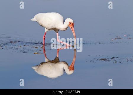 Amerikanische weiße Ibis (Eudocimus Albus) Erwachsenen Fütterung im seichten Wasser, Florida, USA Stockfoto