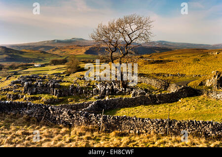 Lone Tree und Kalkstein Fahrbahn in Winskill, Langcliffe, in der Nähe von Settle, Yorkshire Dales National Park, Großbritannien, mit Ingleborogh Hügel am Horizont Stockfoto