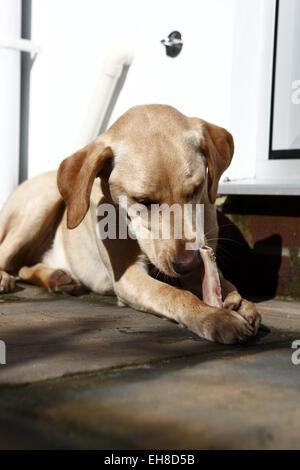 Gelber Labrador Retriever Welpen im Alter von 11 Monate alt essen Rindfleisch Rippenknochen auf eine Barf, biologisch geeignete rohen fleischigen Knochen Ernährung Stockfoto