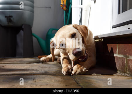 Gelber Labrador Retriever Welpen im Alter von 11 Monate alt essen Rindfleisch Rippenknochen auf eine Barf, biologisch geeignete rohen fleischigen Knochen Ernährung Stockfoto