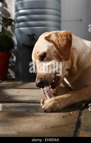 Gelber Labrador Retriever Welpen im Alter von 11 Monate alt essen Rindfleisch Rippenknochen auf eine Barf, biologisch geeignete rohen fleischigen Knochen Ernährung Stockfoto