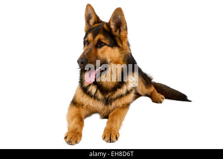 Deutscher Schäferhund liegend, isoliert auf weißem Hintergrund, Studio gedreht. Stockfoto