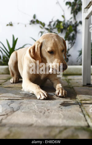 Gelber Labrador Retriever Welpen im Alter von 11 Monate alt essen Rindfleisch Rippenknochen auf eine Barf, biologisch geeignete rohen fleischigen Knochen Ernährung Stockfoto