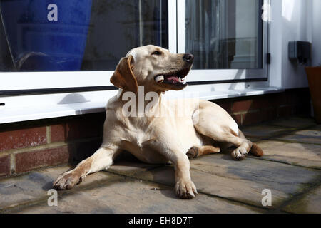 Gelber Labrador Retriever Welpen im Alter von 11 Monate alt essen Rindfleisch Rippenknochen auf eine Barf, biologisch geeignete rohen fleischigen Knochen Ernährung Stockfoto