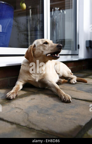 Gelber Labrador Retriever Welpen im Alter von 11 Monate alt essen Rindfleisch Rippenknochen auf eine Barf, biologisch geeignete rohen fleischigen Knochen Ernährung Stockfoto