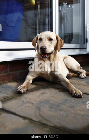 Gelber Labrador Retriever Welpen im Alter von 11 Monate alt essen Rindfleisch Rippenknochen auf eine Barf, biologisch geeignete rohen fleischigen Knochen Ernährung Stockfoto