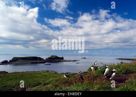 Papageientaucher Nisten auf Lunga, Treshnish Inseln, West-Schottland. Stockfoto