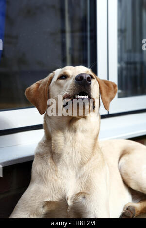 Gelber Labrador Retriever Welpen im Alter von 11 Monate alt essen Rindfleisch Rippenknochen auf eine Barf, biologisch geeignete rohen fleischigen Knochen Ernährung Stockfoto