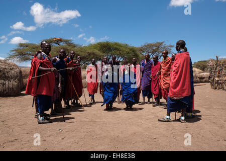 Eine Gruppe von Massai Männer, die sich an der traditionellen Adumu Tanz allgemein bekannt als das Springen Tanz in einem kommenden alt Zeremonie für junge Männer in der Masai Stamm in der Ngorongoro Conservation Area im Krater im Hochland von Tansania Ostafrika durchgeführt Stockfoto
