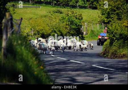 Schafe auf der Glenariff Road, co. Antrim, Glens of Antrim, Nordirland Stockfoto