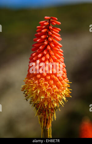 Die Kniphofia Tritoma oder rote heiße Poker manchmal Fackel Lilie, Knofflers oder sogar Poker Werk genannt Stockfoto