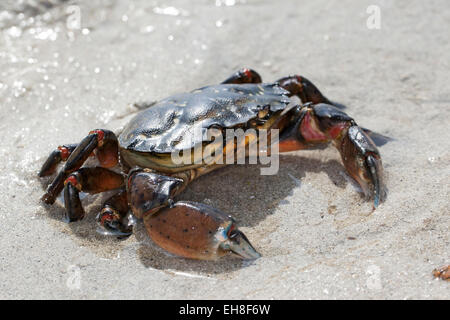 Europäische Shore Crab, Ufer-Krabbe, Hafen Krabbe, europäische grüne Krabbe, Strandkrabbe, Strand-Krabbe, Carcinus Maenas, scherenartige Enragé Stockfoto
