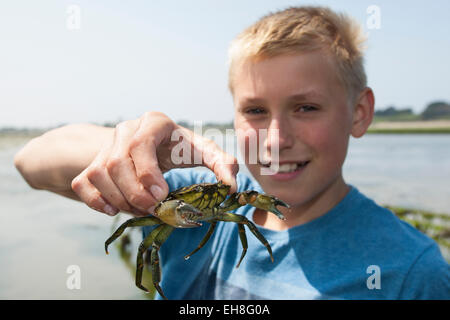 Europäische Shore Crab, Ufer-Krabbe, Kind, junge, Kind, Junge, Strandkrabbe, Strand-Krabbe, Carcinus Maenas, scherenartige Enragé Stockfoto