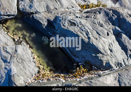 Seepocken und Algen in einem eisbedeckten Tidepool, Bar Harbor, Maine. Stockfoto