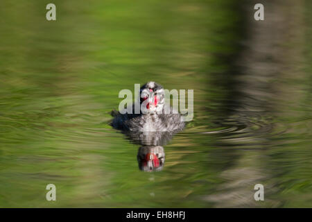 Ohrentaucher (Podiceps Auritus) Küken Schwimmen im See Stockfoto